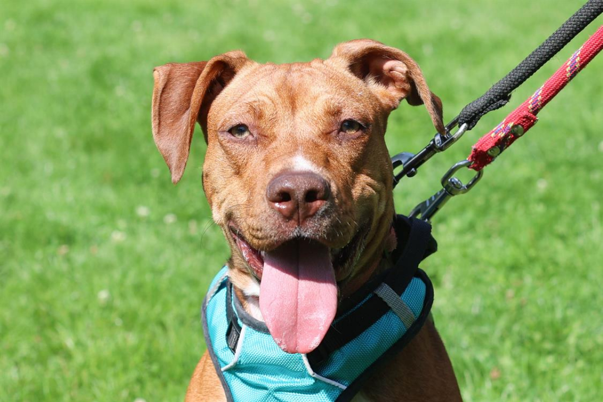 Lionna - Chien à adopter - photo 4