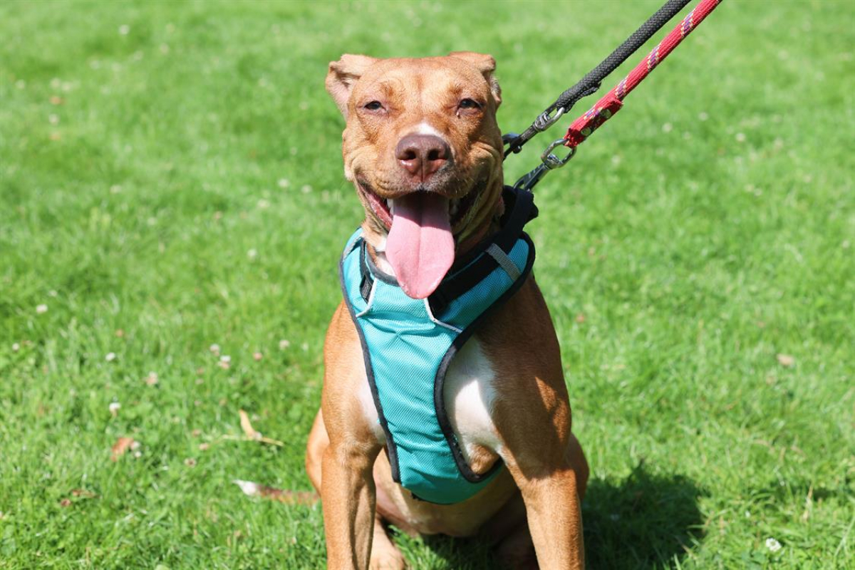 Lionna - Chien à adopter - photo 5