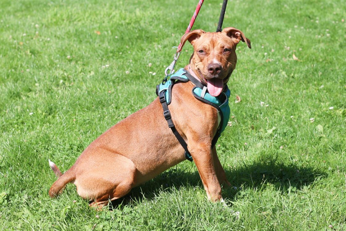 Lionna - Chien à adopter - photo 6