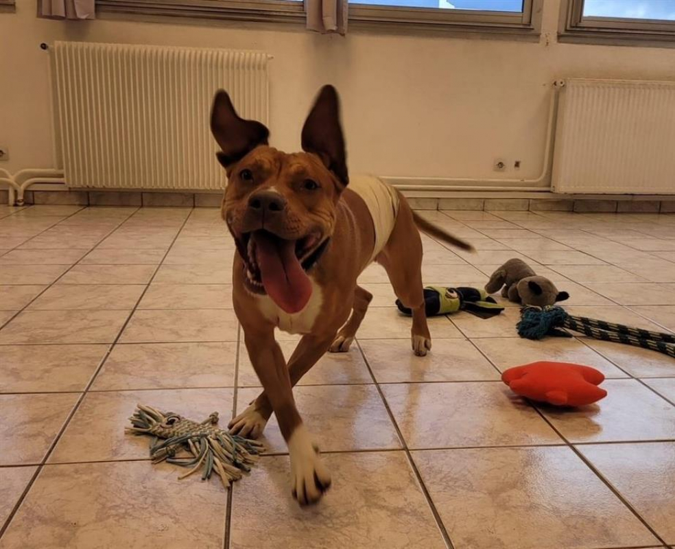 Lionna - Chien à adopter - photo 7