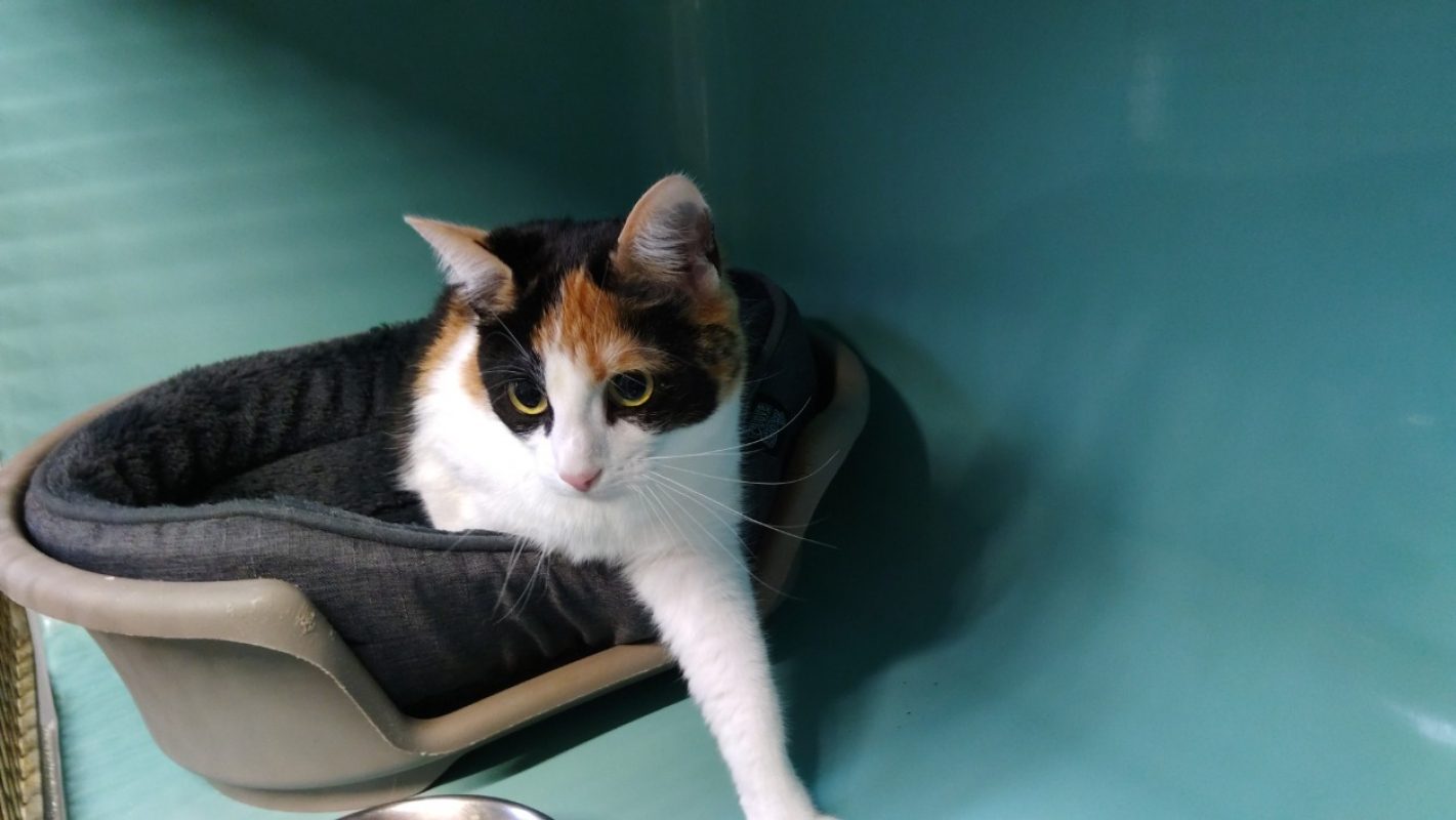 Azur - Européen à adopter à Cholet (49) - Animaux.fr