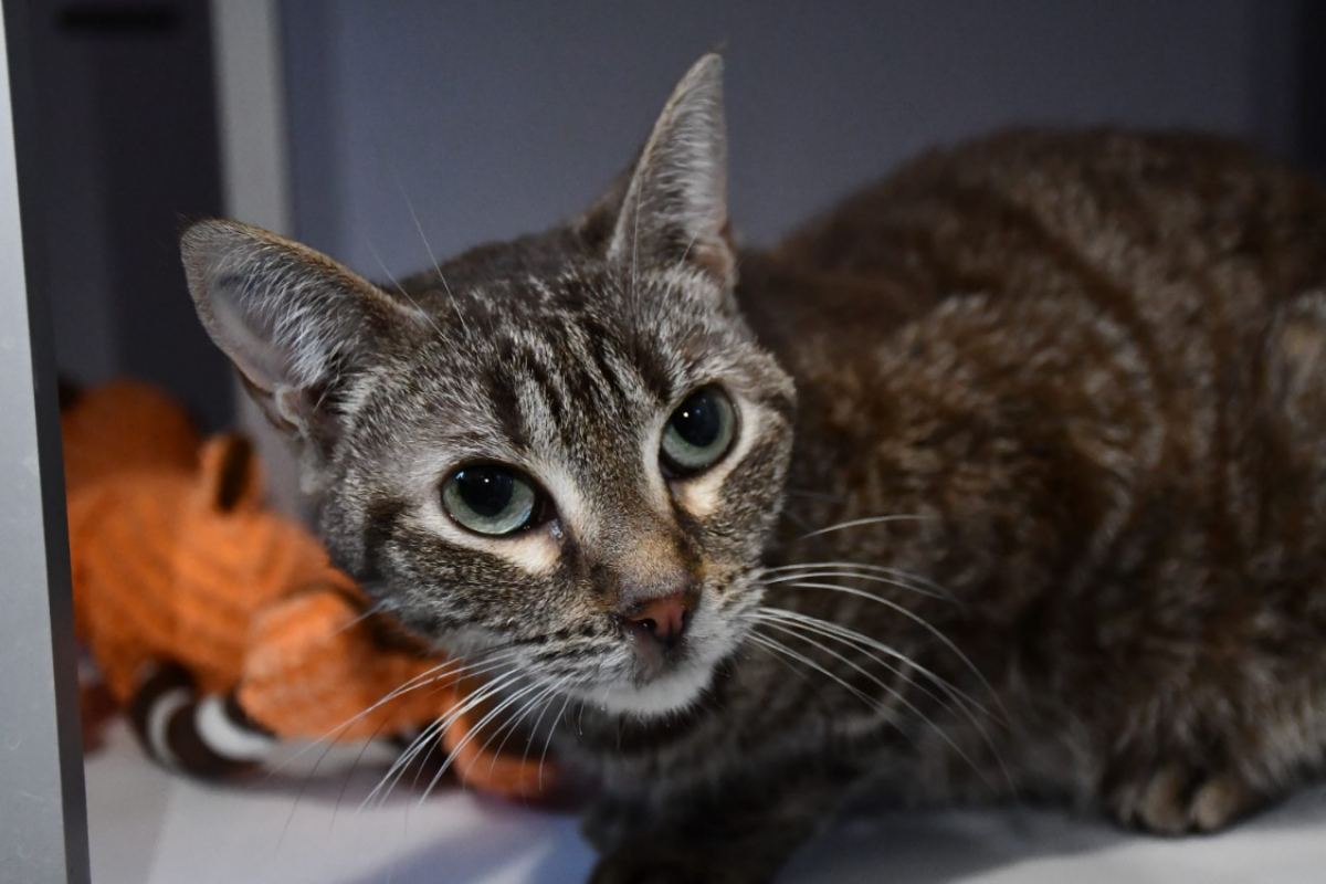 Photo #1 de Noisette