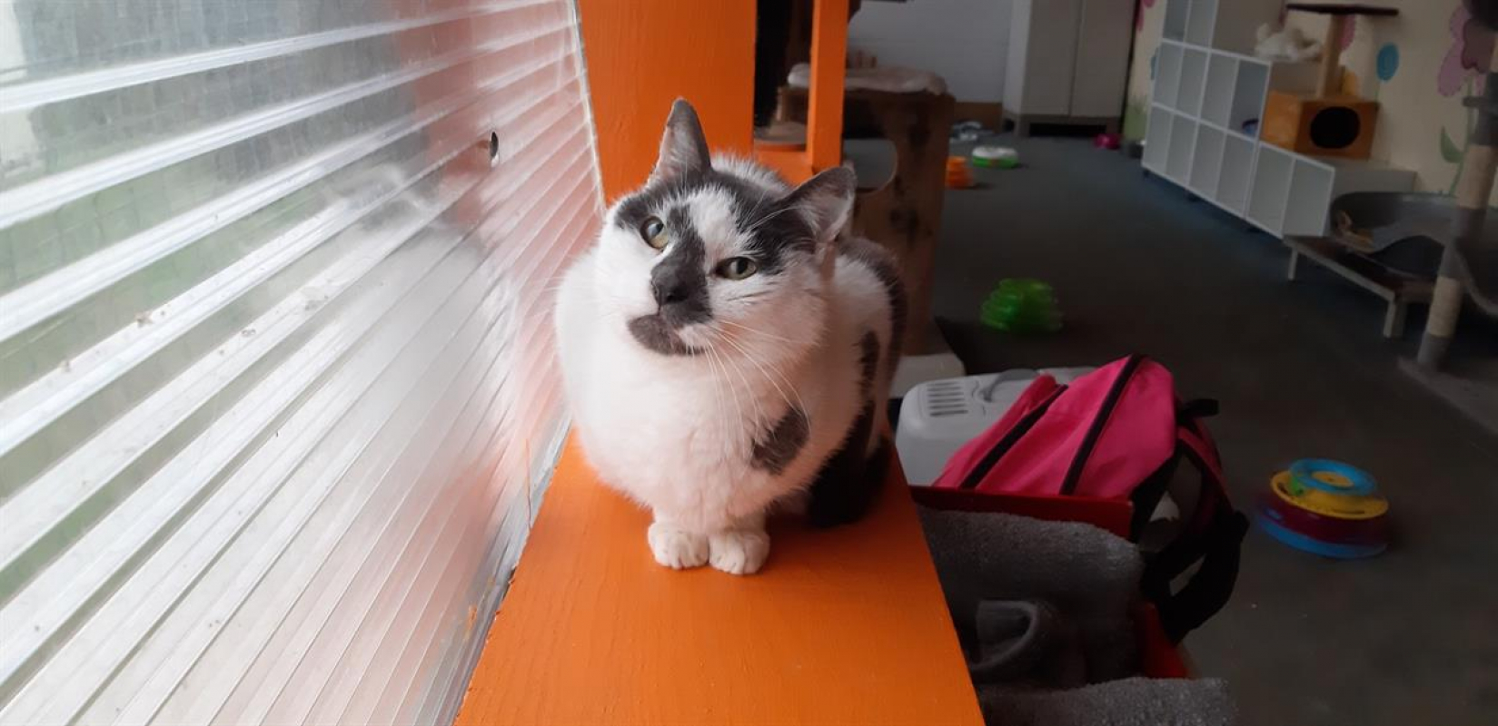 Christian - Chat Européen à adopter - photo 4