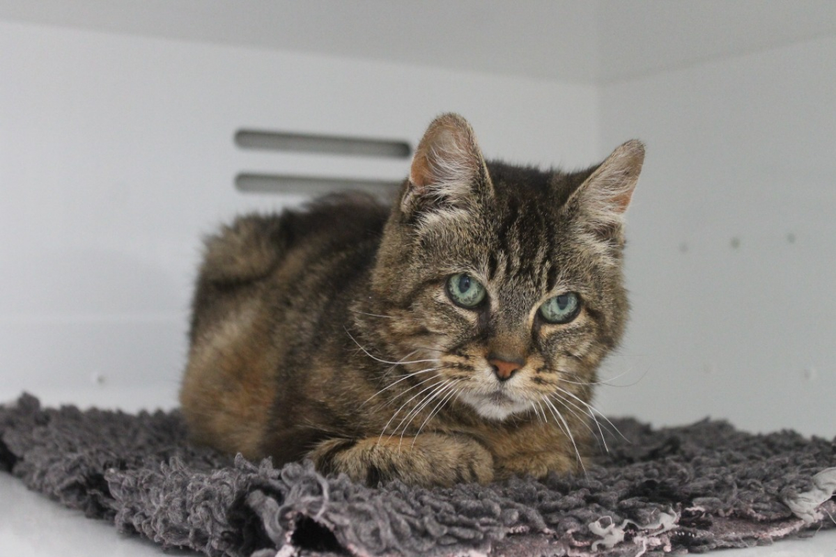 Photo #2 de Esmeralda