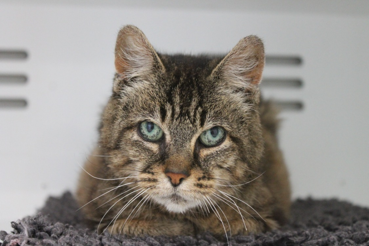 Photo #1 de Esmeralda