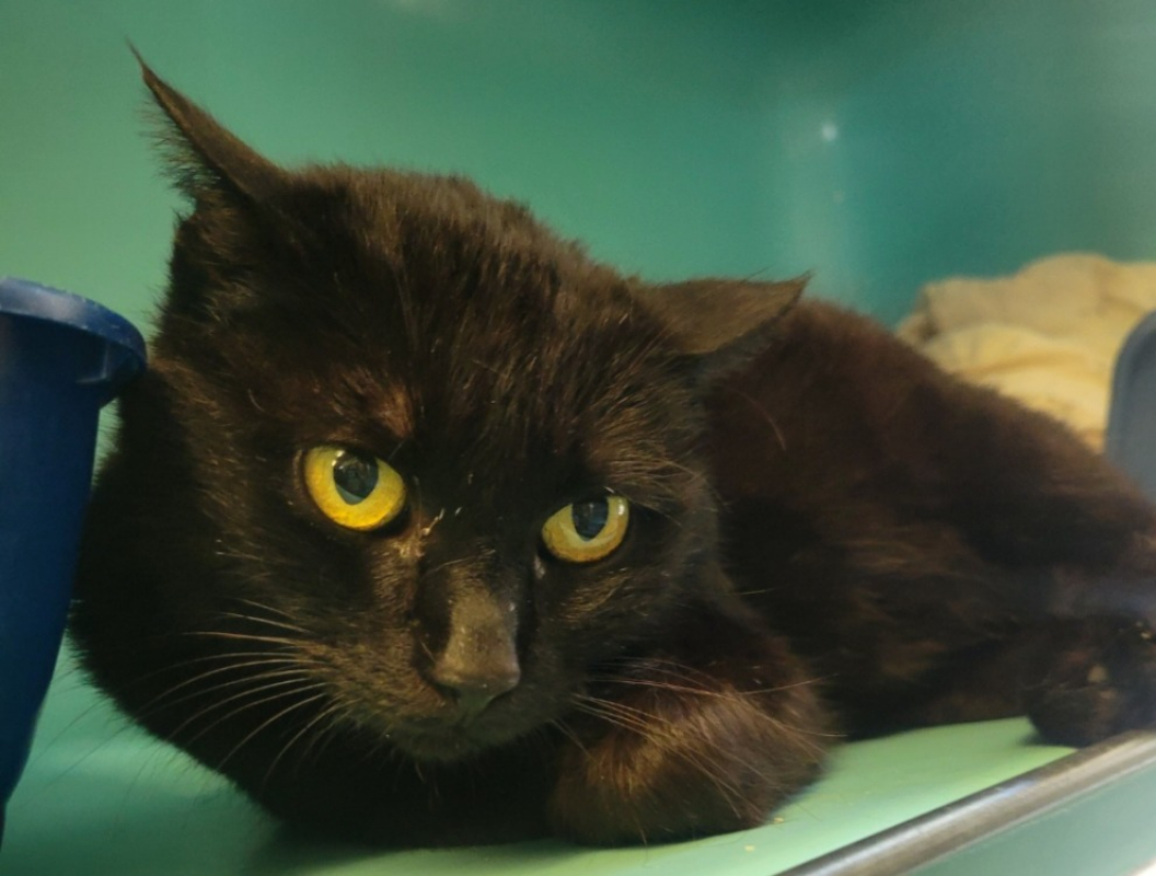 Taureau - Chat Européen à adopter