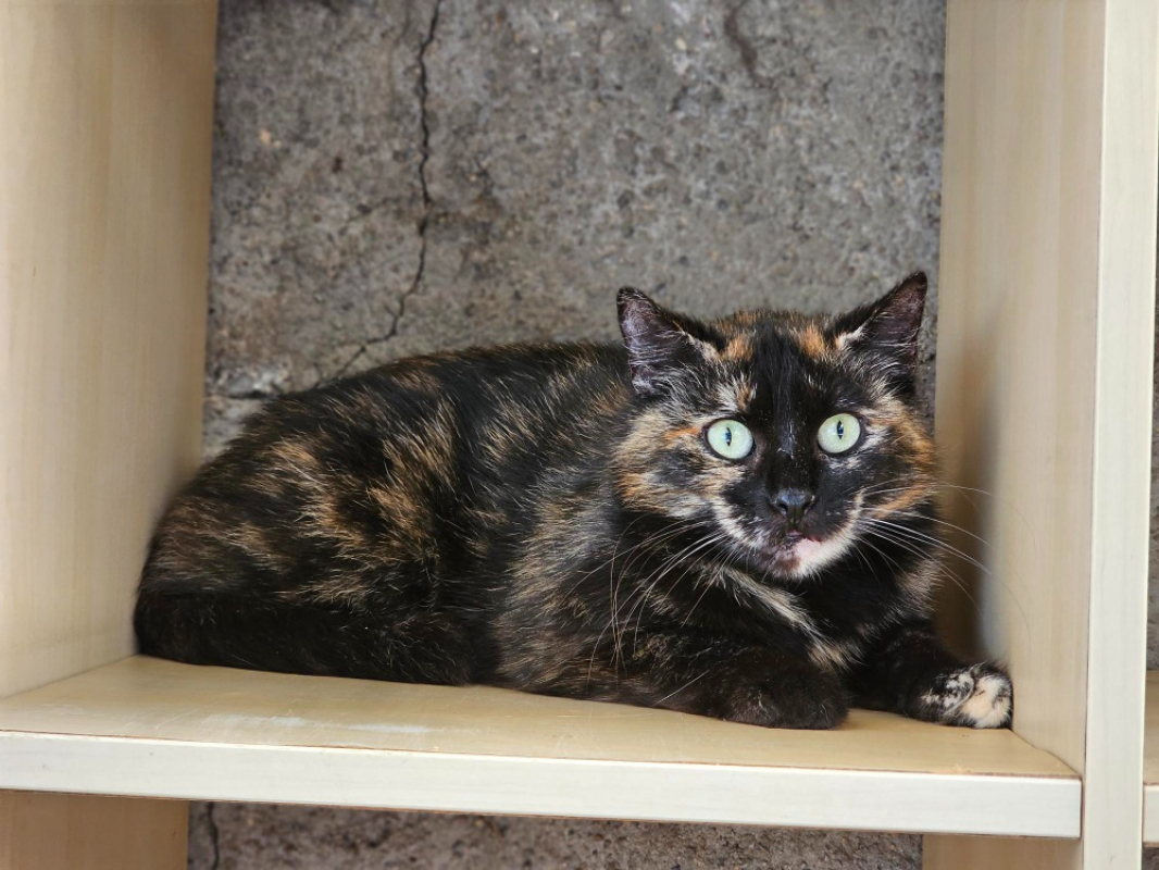 Clarisse - Chat Européen à adopter