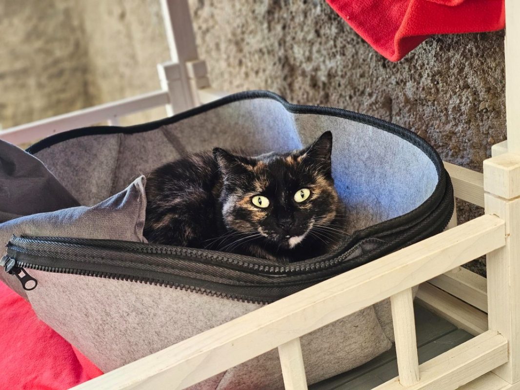 Clarisse - Chat Européen à adopter - photo 3