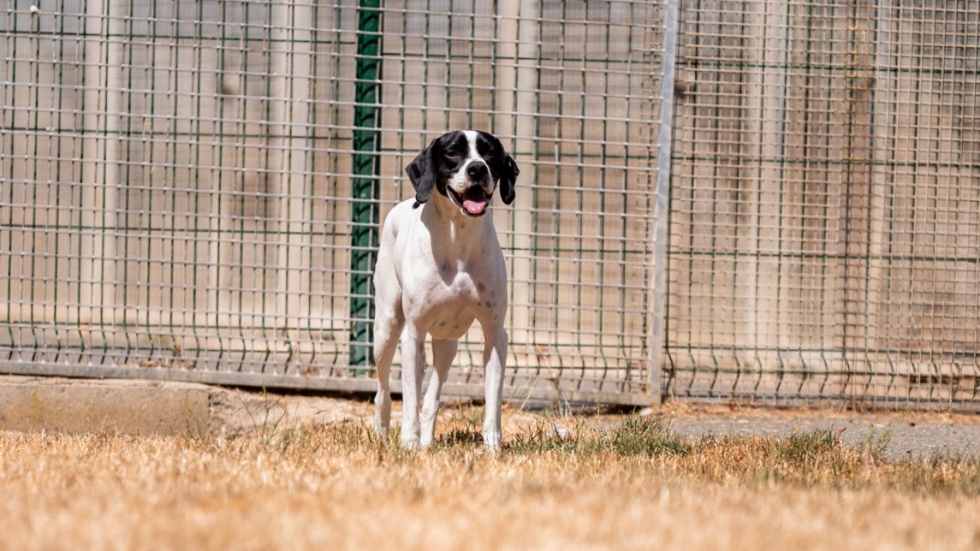 Sodium - Chien Pointer Anglais à adopter