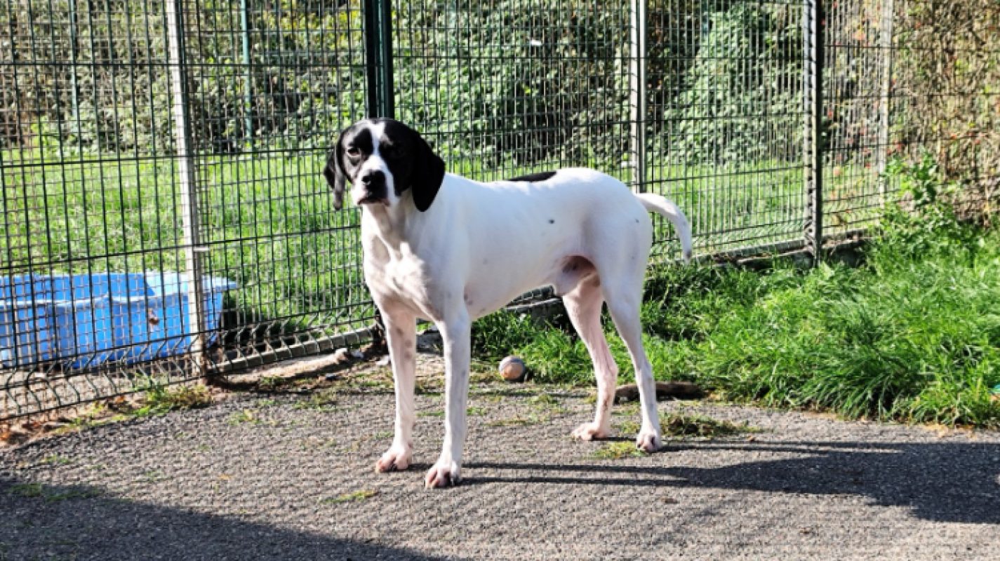 Sodium - Chien Pointer Anglais à adopter - photo 2