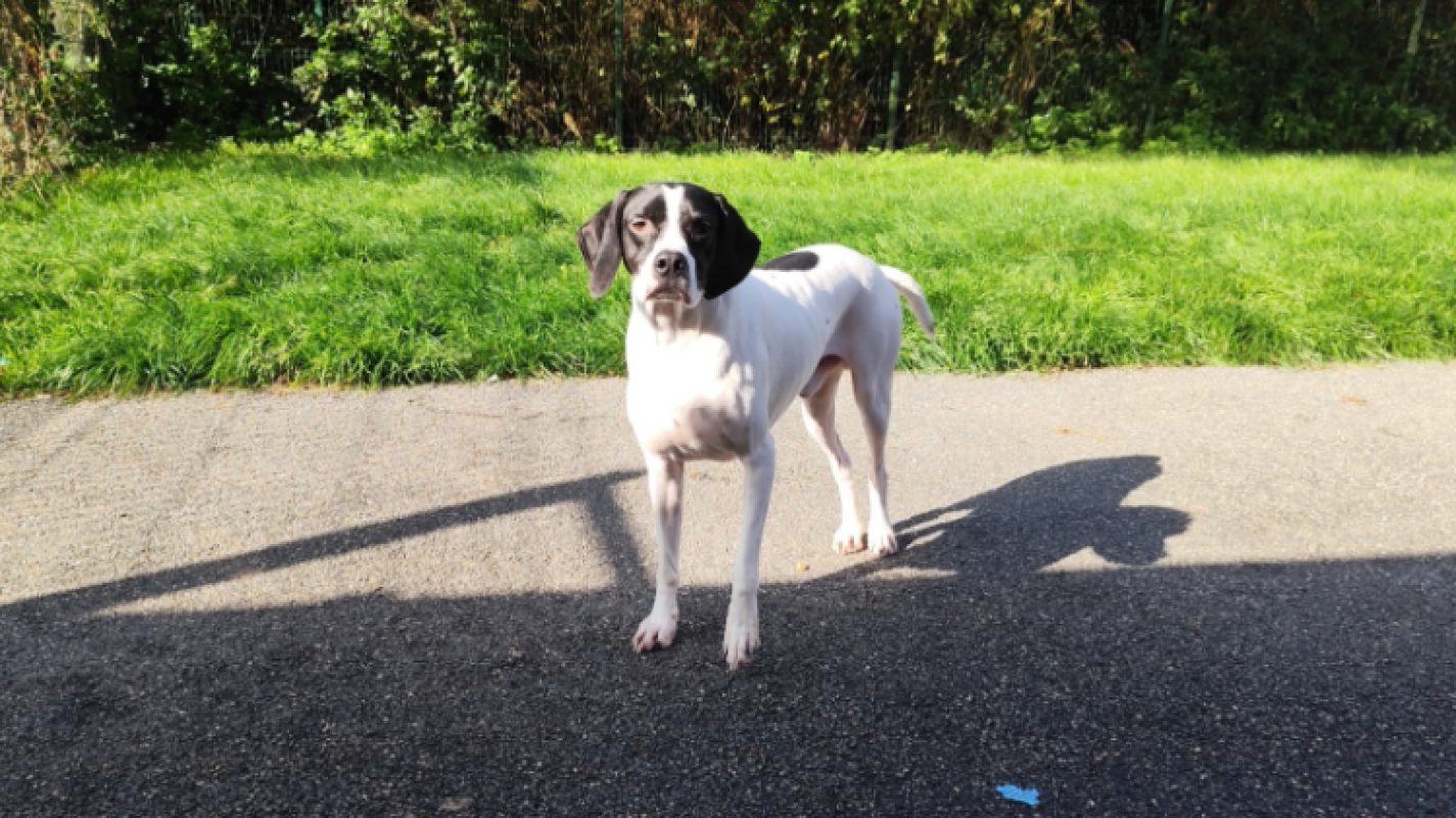 Sodium - Chien Pointer Anglais à adopter - photo 3