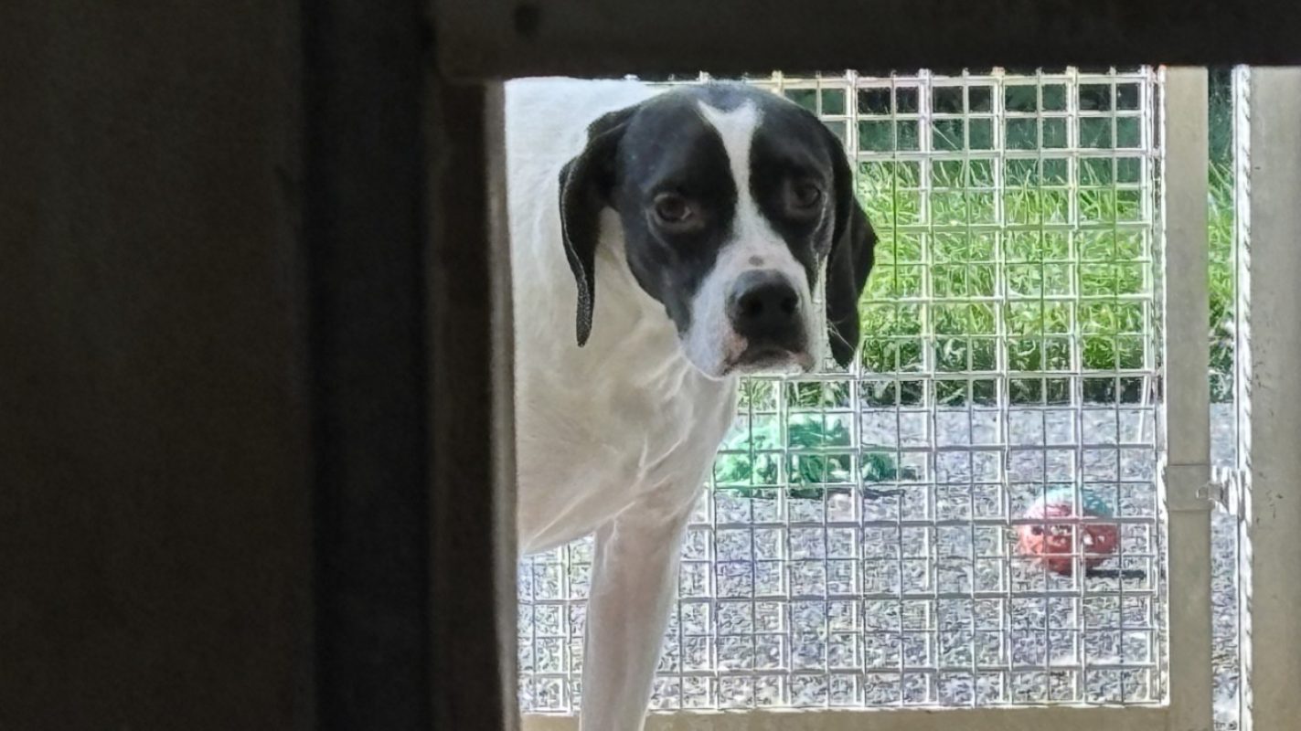 Sodium - Chien Pointer Anglais à adopter - photo 4