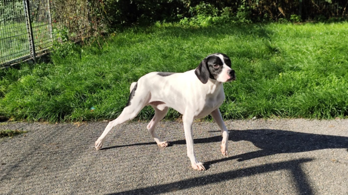 Sodium - Chien Pointer Anglais à adopter - photo 5
