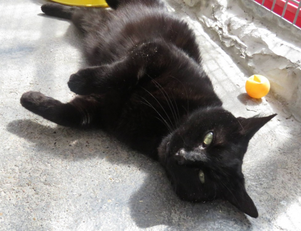 Photo #1 de Roudoudou