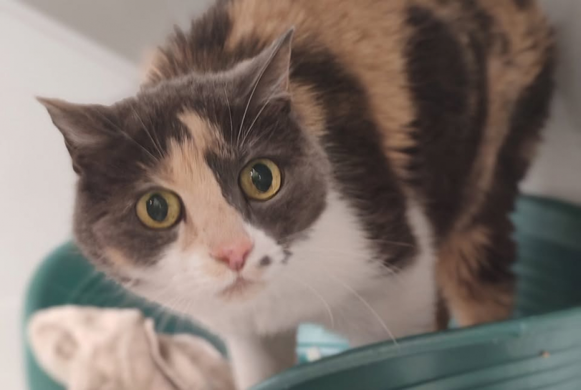 Photo de Sookie dite cali