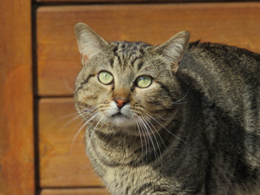 Photo #1 de Bouriquet