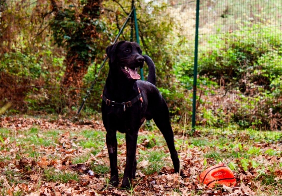 Bagherra - Chien à adopter