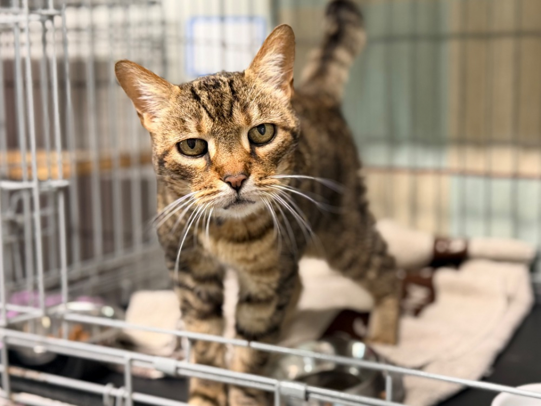 Photo #1 de Henriette