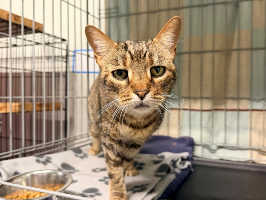 Photo #2 de Henriette