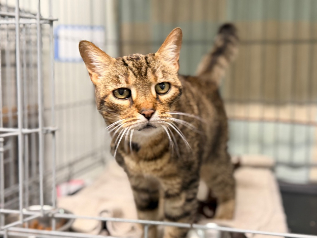 Photo #3 de Henriette