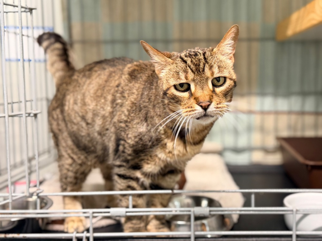 Photo #4 de Henriette