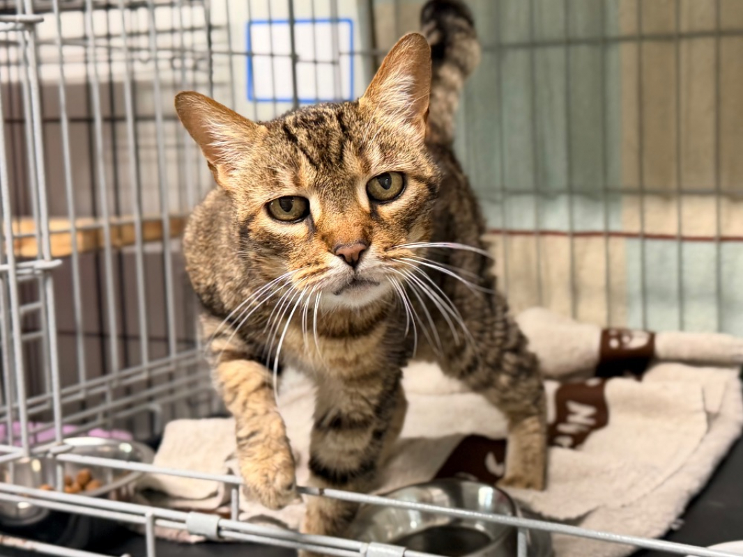 Photo #5 de Henriette