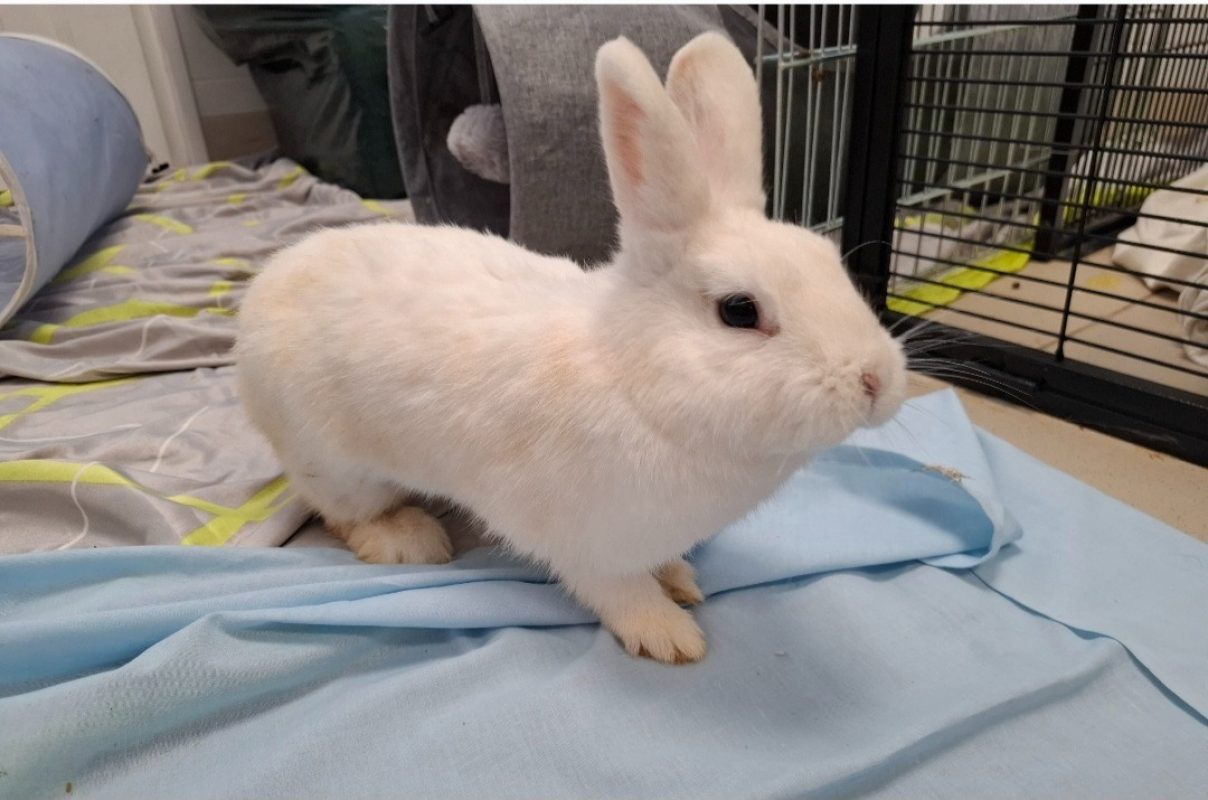 Olga - Rongeur Lapin à adopter