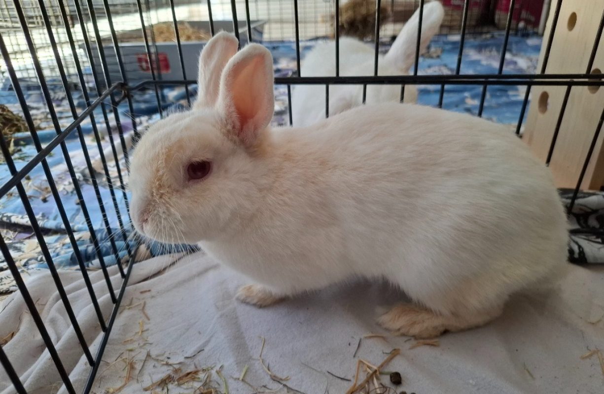 Ginger - Rongeur Lapin à adopter