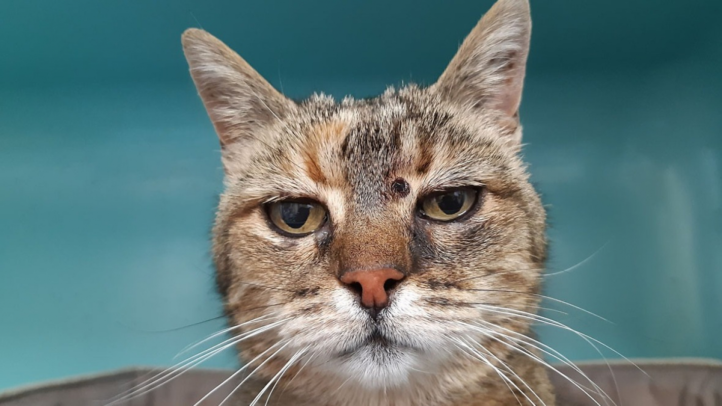 Photo #1 de Pastille