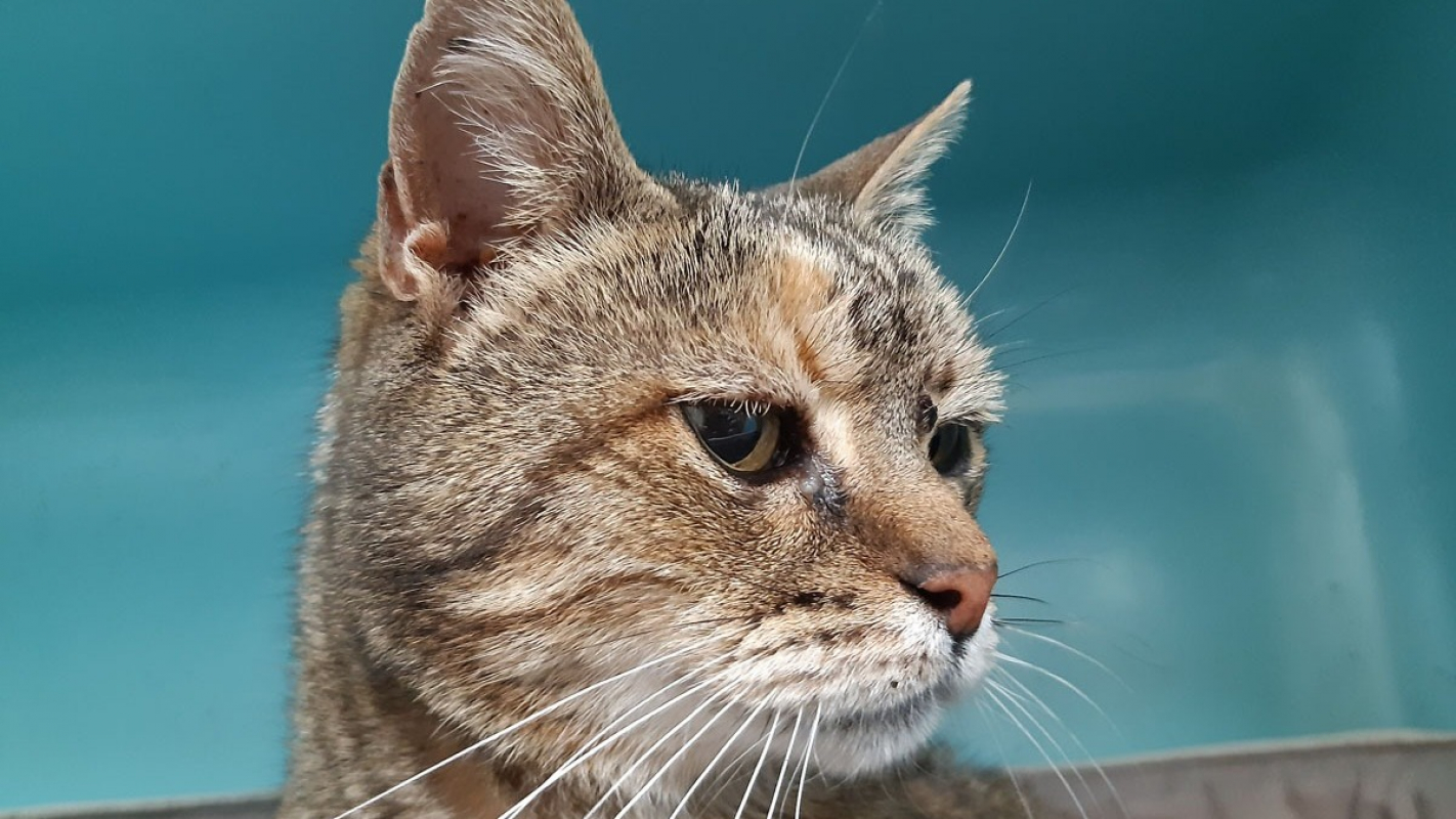 Photo #2 de Pastille