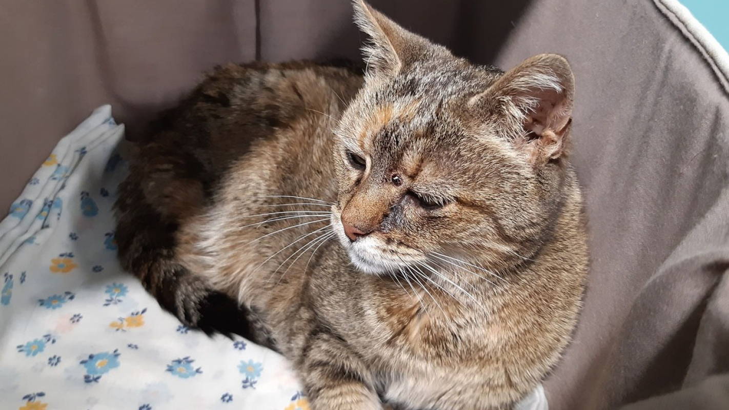 Photo #3 de Pastille