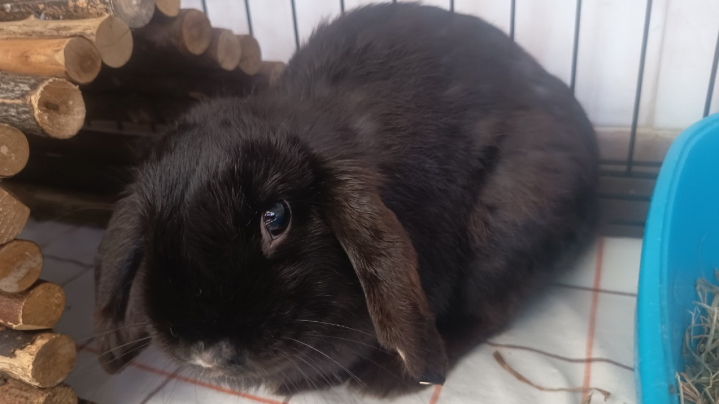 Photo #1 de Pietragalla 681