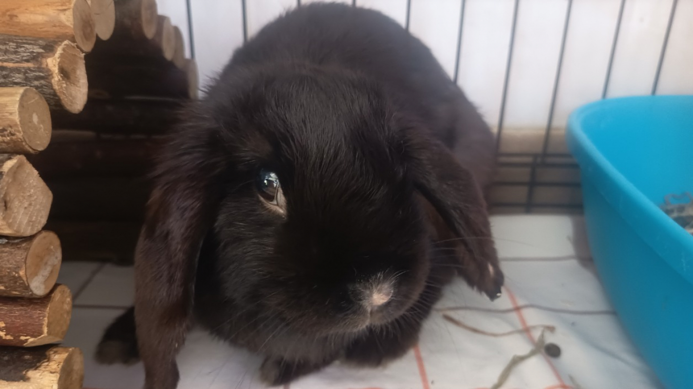 Photo #2 de Pietragalla 681