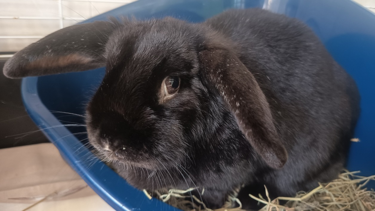 Photo de Plissetskaia 683