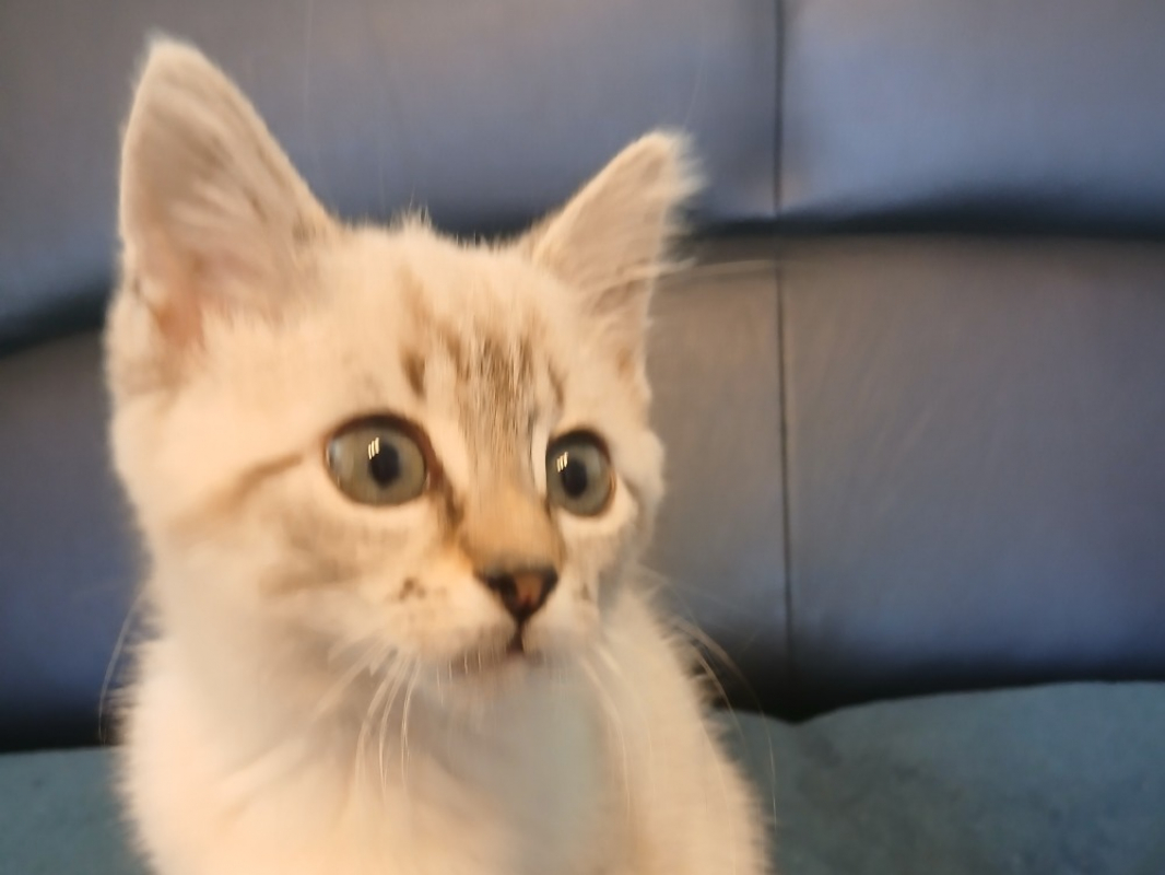 Photo #1 de Chili qct