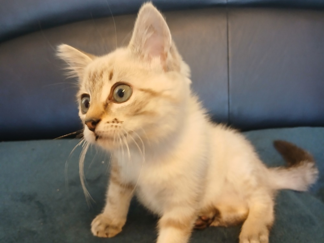 Photo #2 de Chili qct