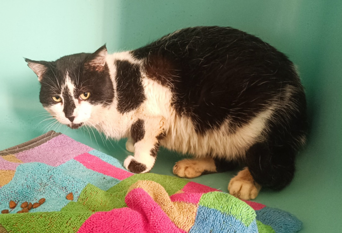 Photo #1 de Idaho fiv+