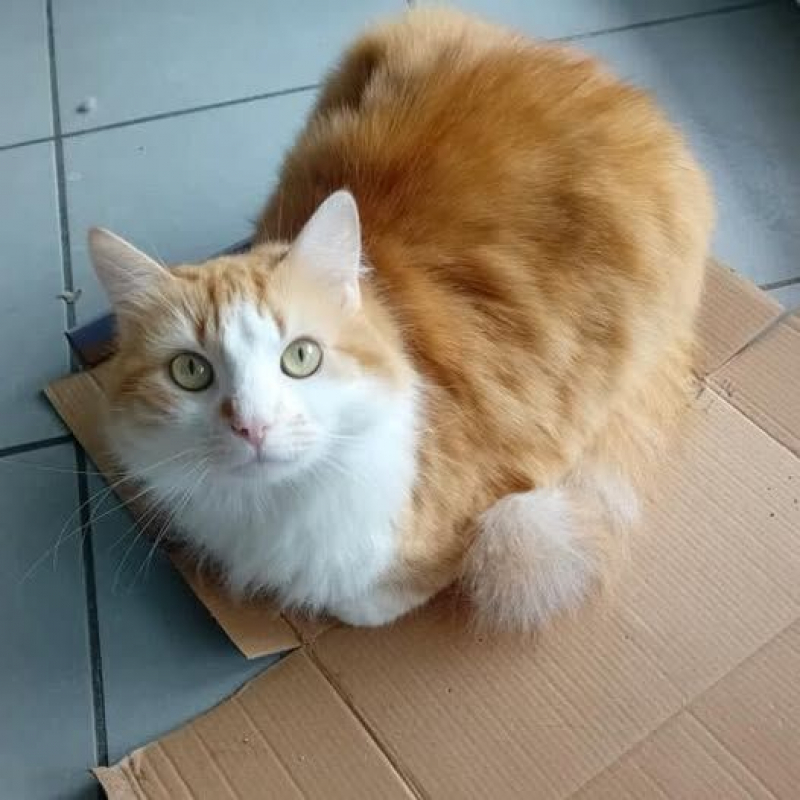 Photo #3 de Bébé chat