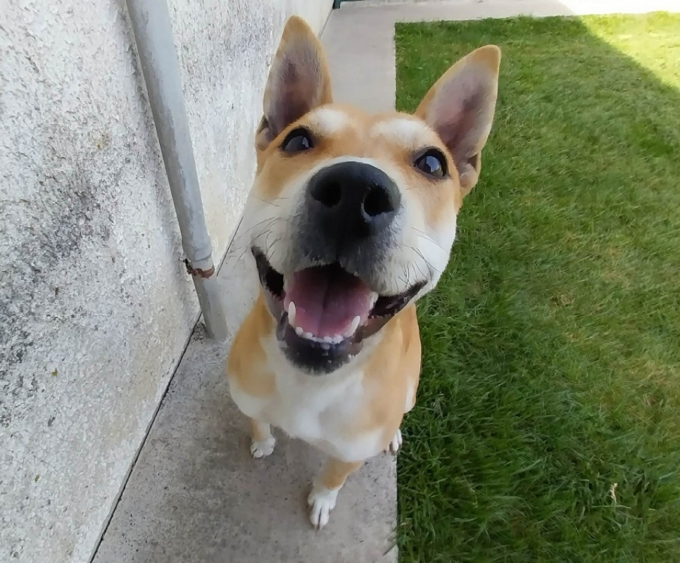 Photo #2 de Akita