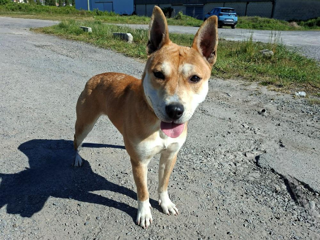 Photo #3 de Akita