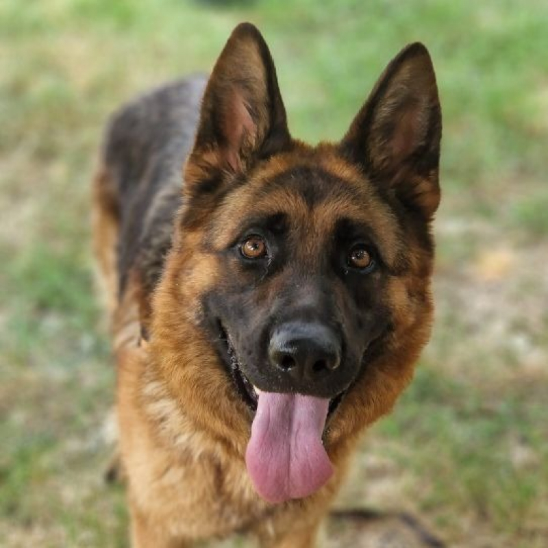 Okie - Chien Berger Allemand à adopter
