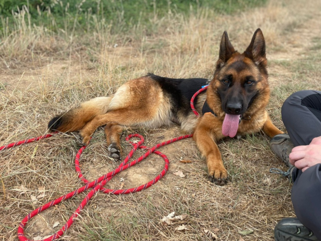 Okie - Chien Berger Allemand à adopter - photo 5