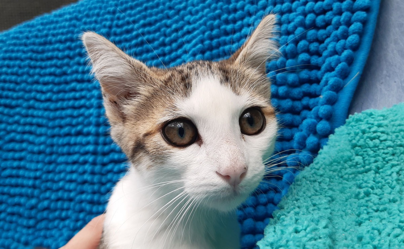 Photo #1 de Potiflap