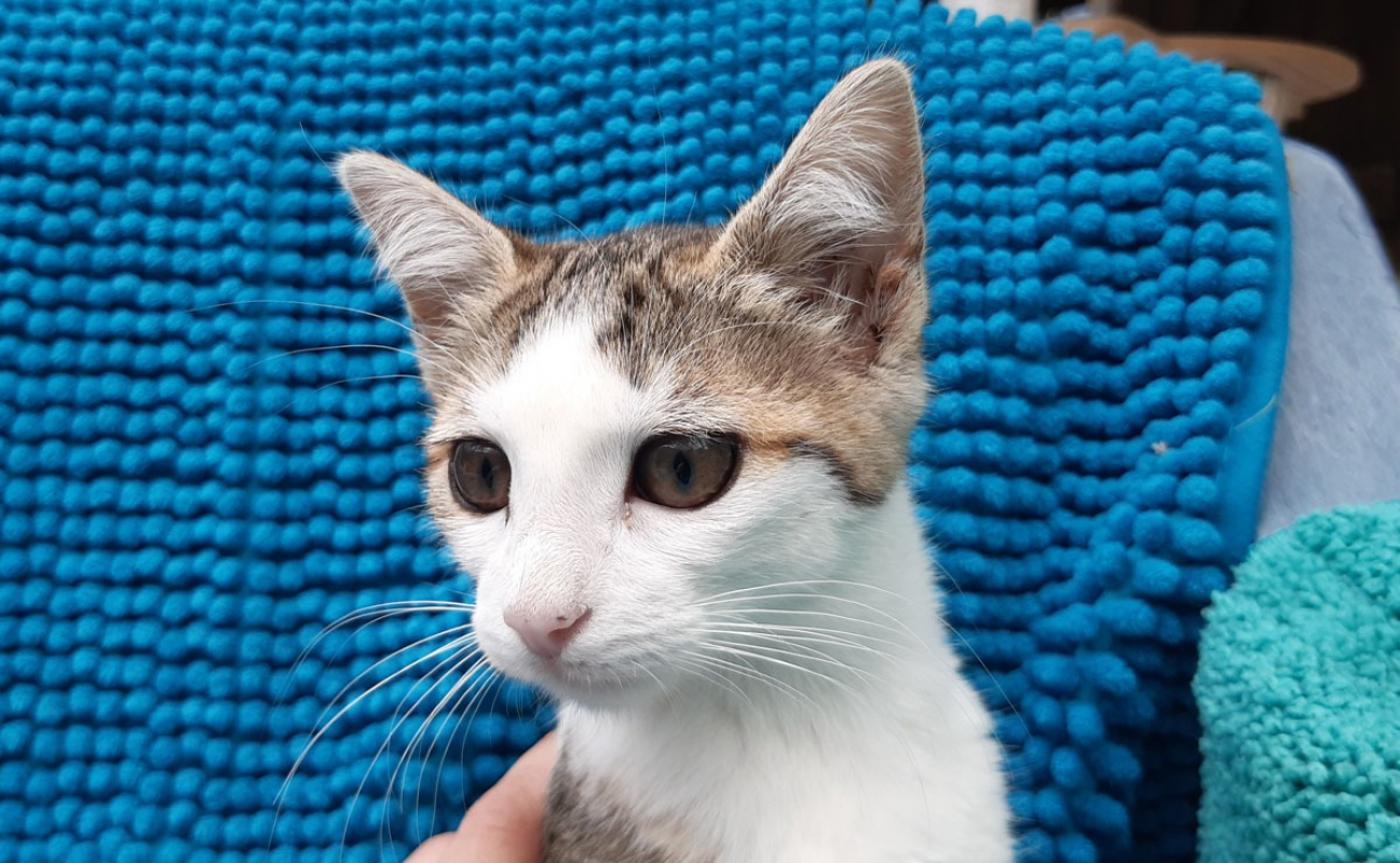 Photo #2 de Potiflap