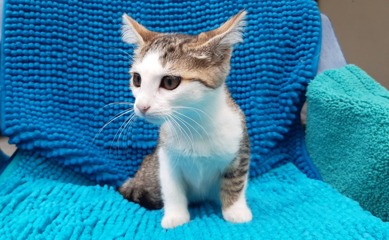 Photo #3 de Potiflap