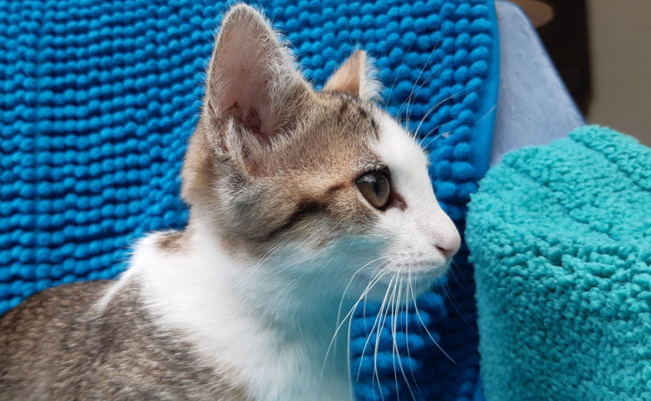 Photo #4 de Potiflap