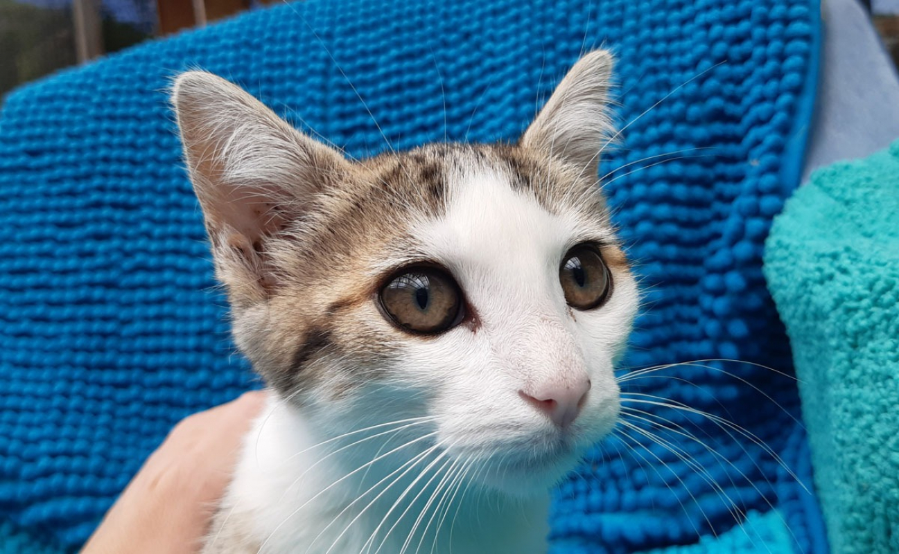 Photo #5 de Potiflap