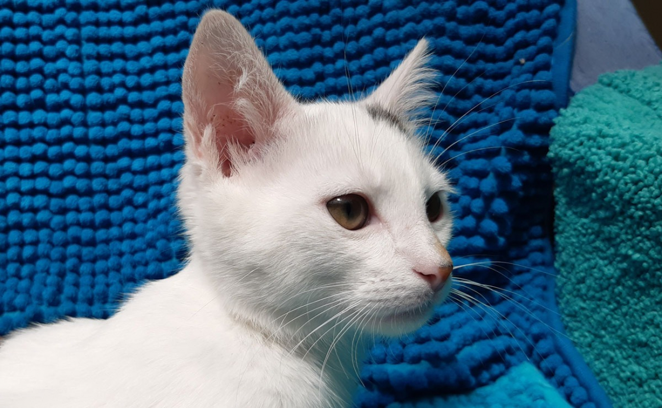 Photo #2 de Poticoeur