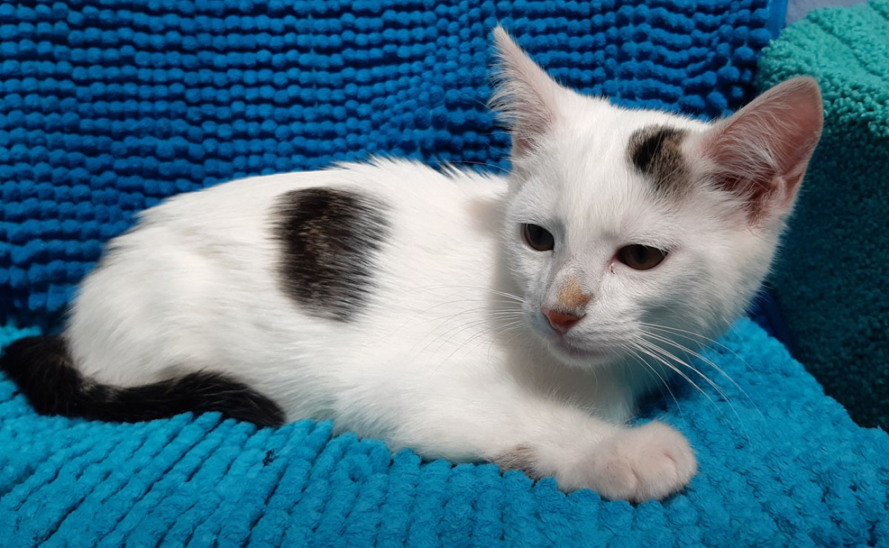 Photo #5 de Poticoeur