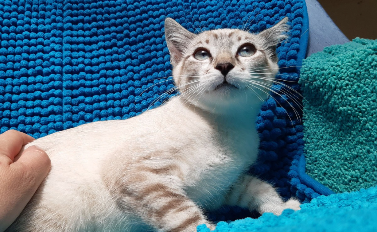 Photo #2 de Potiflip